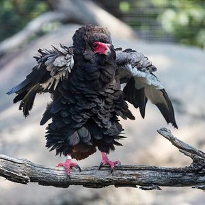 Image post by @sandiegozoo on Instagram