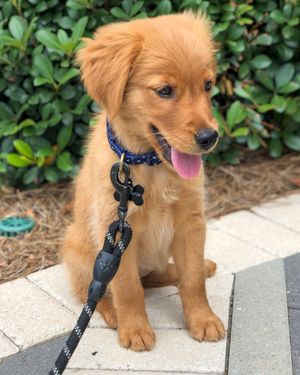 Image post by @pancake.thegolden on Instagram