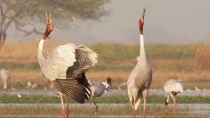 Video post by @bbcearth on YouTube