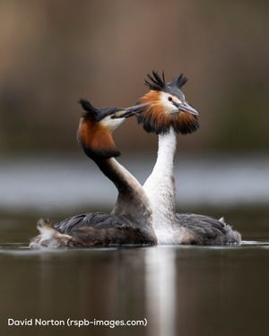 Image post by @rspb on Instagram