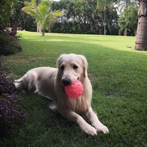 Image post by @mikethewhitegolden on Instagram