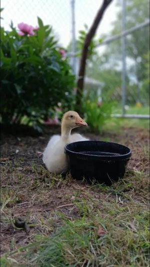 Video post by @thequackkpackk on TikTok