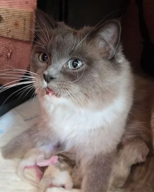 Image post by @brunrik.and.pyrene.ragdolls on Instagram