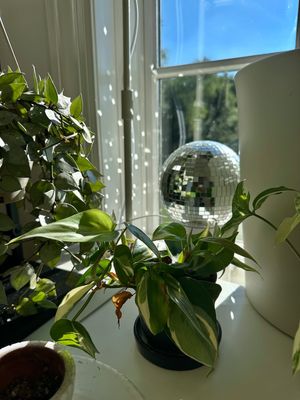 Image post by @reenasplants on Instagram