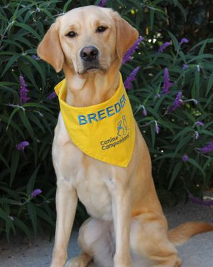 Image post by @canineorg on Instagram