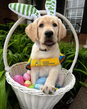 Image post by @canineorg on Instagram