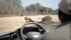 Image post by @chiawasafaris on Instagram