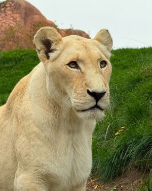 Image post by @thetorontozoo on Instagram