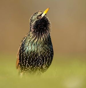 Image post by @rspb on Instagram