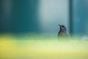 Image post by @rspb on Instagram