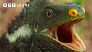 Video post by @bbcearth on YouTube