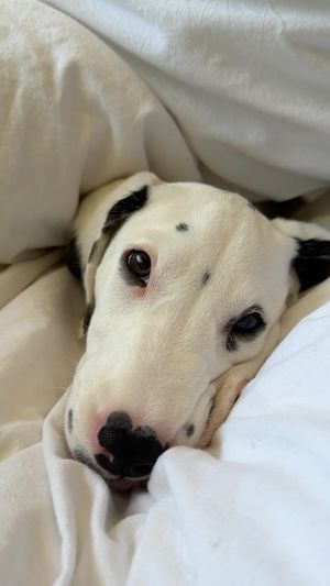 Video post by @minnowthedalmatian on Instagram