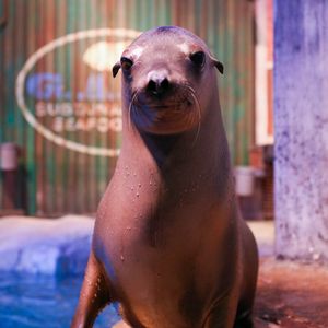 Image post by @animalplanet on Instagram