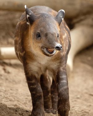 Image post by @sandiegozoo on Instagram