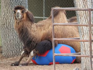 Image post by @denverzoo on Instagram