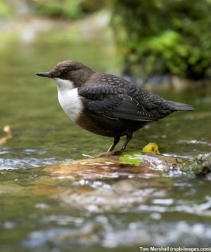 Image post by @rspb on Instagram