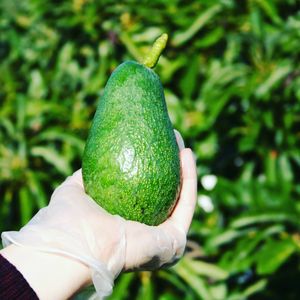 Image post by @avokadolimoncom on Instagram