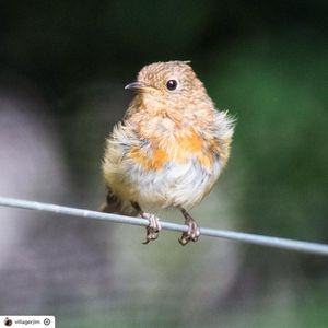 Image post by @rspb on Instagram