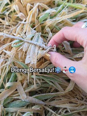Video post by @meimeimecin on TikTok