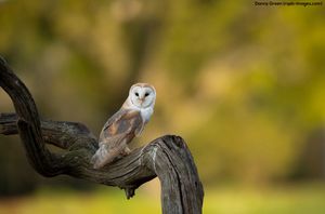 Image post by @rspb on Instagram