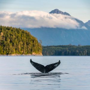 Image post by @discovery on Instagram