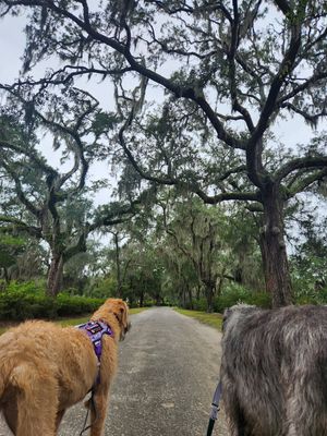 Image post by @thesavannahwolfhound on Instagram
