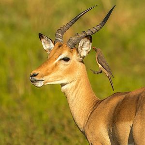 Image post by @chiawasafaris on Instagram