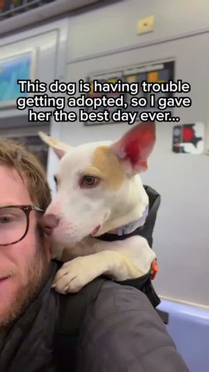 Image post by @madmax_fluffyroad on Instagram