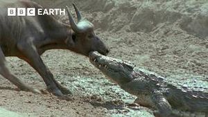 Video post by @bbcearth on YouTube