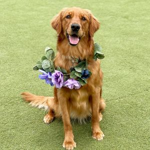 Image post by @pancake.thegolden on Instagram