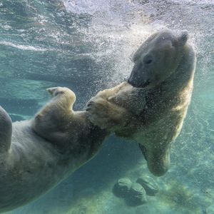 Image post by @sandiegozoo on Instagram