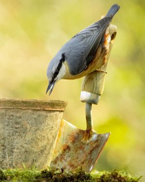 Image post by @rspb on Instagram