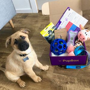 Image post by @petco on Instagram