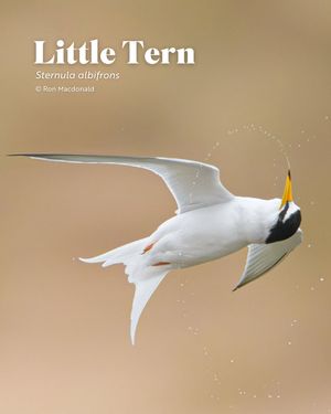 Image post by @rspb on Instagram