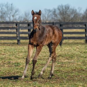 Video post by @spendthriftfarm on TikTok