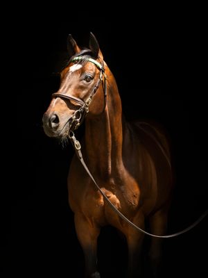 Image post by @juddmonte on Instagram