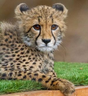 Image post by @sandiegozoo on Instagram