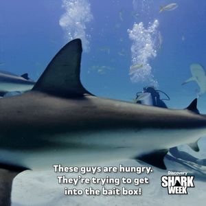 Video post by @SharkWeek on Twitter