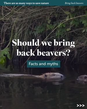 Image post by @rspb on Instagram