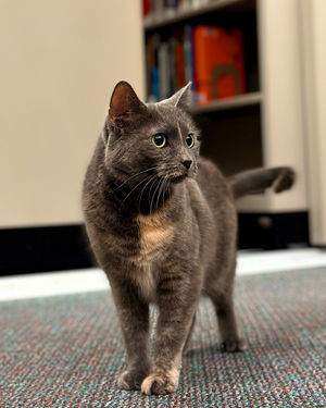 Image post by @purina on Instagram