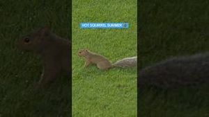 Video post by @Charlotte FC on YouTube