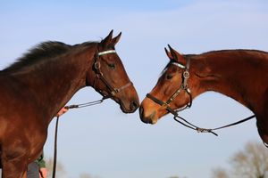 Image post by @juddmonte on Instagram