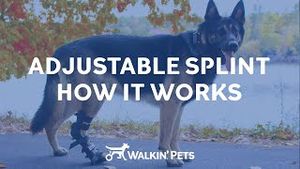 Video post by @walkinpets on YouTube