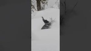 Video post by @zebpowelll on YouTube