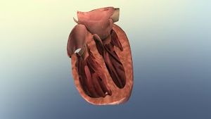 Video post by @nucleusmedicalmedia on YouTube