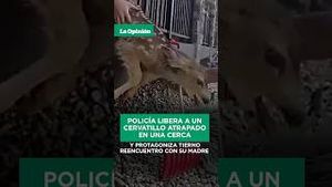 Video post by @laopinionla on YouTube