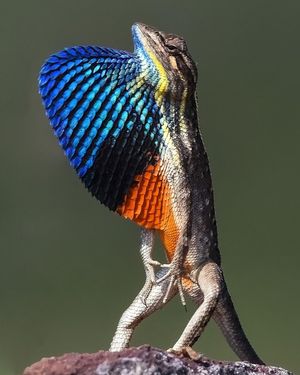 Image post by @bbcearth on Instagram