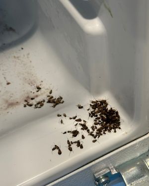 Image post by @bugbustersusa on Instagram