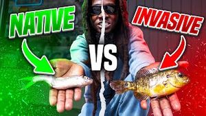 Video post by @hoodfishingentertainment on YouTube
