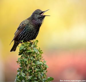 Image post by @rspb on Instagram